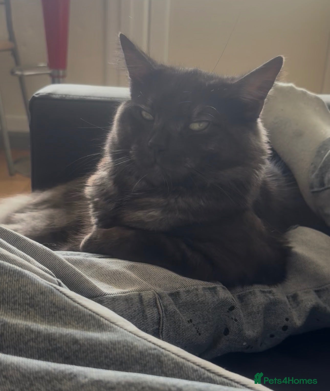 Persian cats He's is Alfa  - Advert 1
