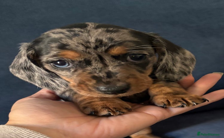 Miniature Dachshund dogs - Advert 4