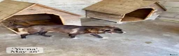 Mixed Breed dogs for adoption: Yo-Na, 2 yrs approx. Available for adoption. in Brixham - Advert 15