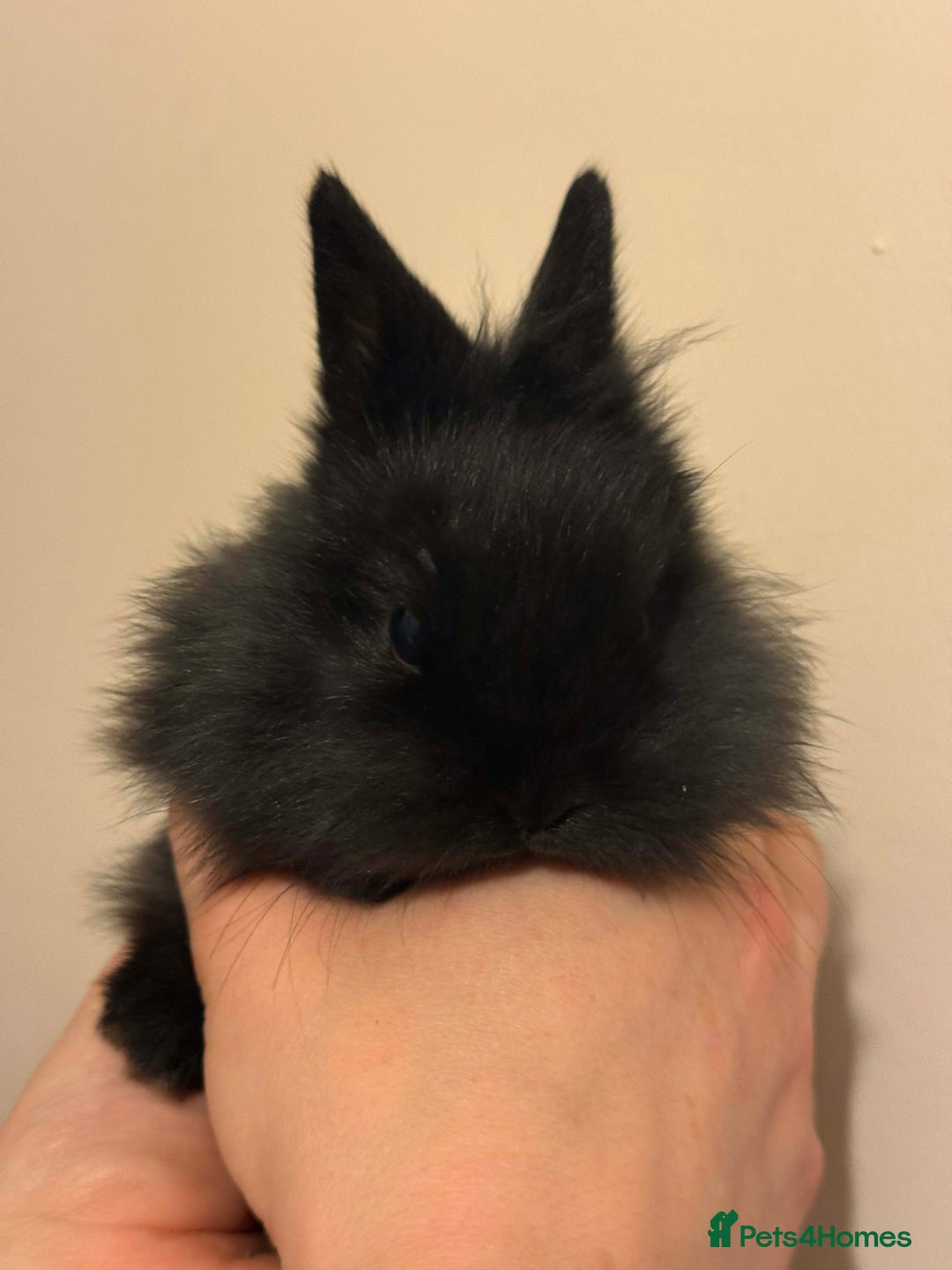 Lionhead rabbits for sale: Male lionhead  - Advert 2