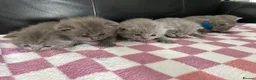 British Shorthair cats for sale: Gorgeous British shorthair kittens  - Advert 24