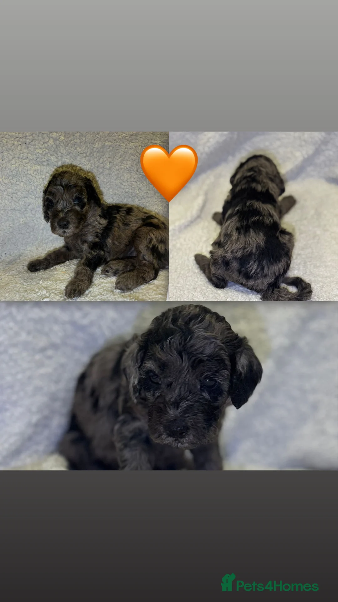 Cockapoo dogs for sale: Cockapoo rainbow litter - Advert 4