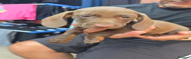 Dachshund 5