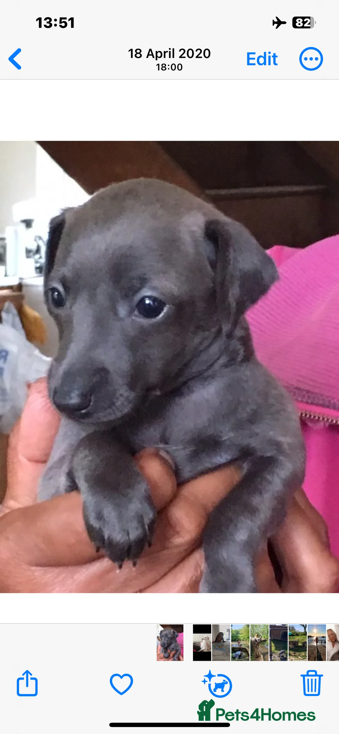 Italian Greyhound dogs for sale:     Italian Greyhound. Babies  - Advert 13