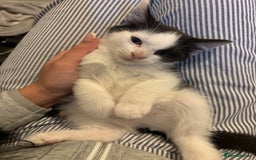 Turkish Van cats for sale: READY IN 1 WEEK Turkish van - Image 3