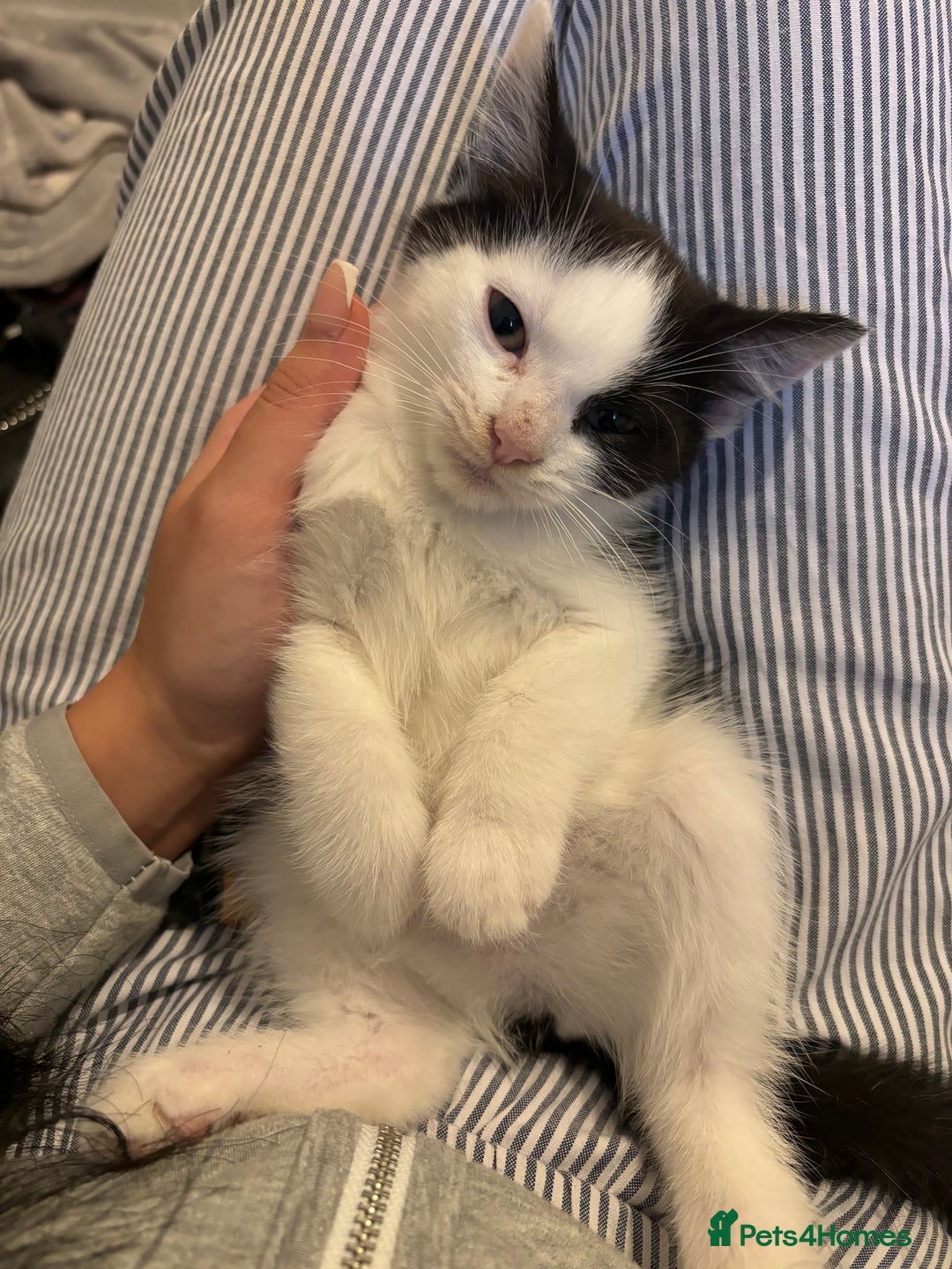 Turkish Van cats for sale: READY IN 1 WEEK Turkish van - Image 3