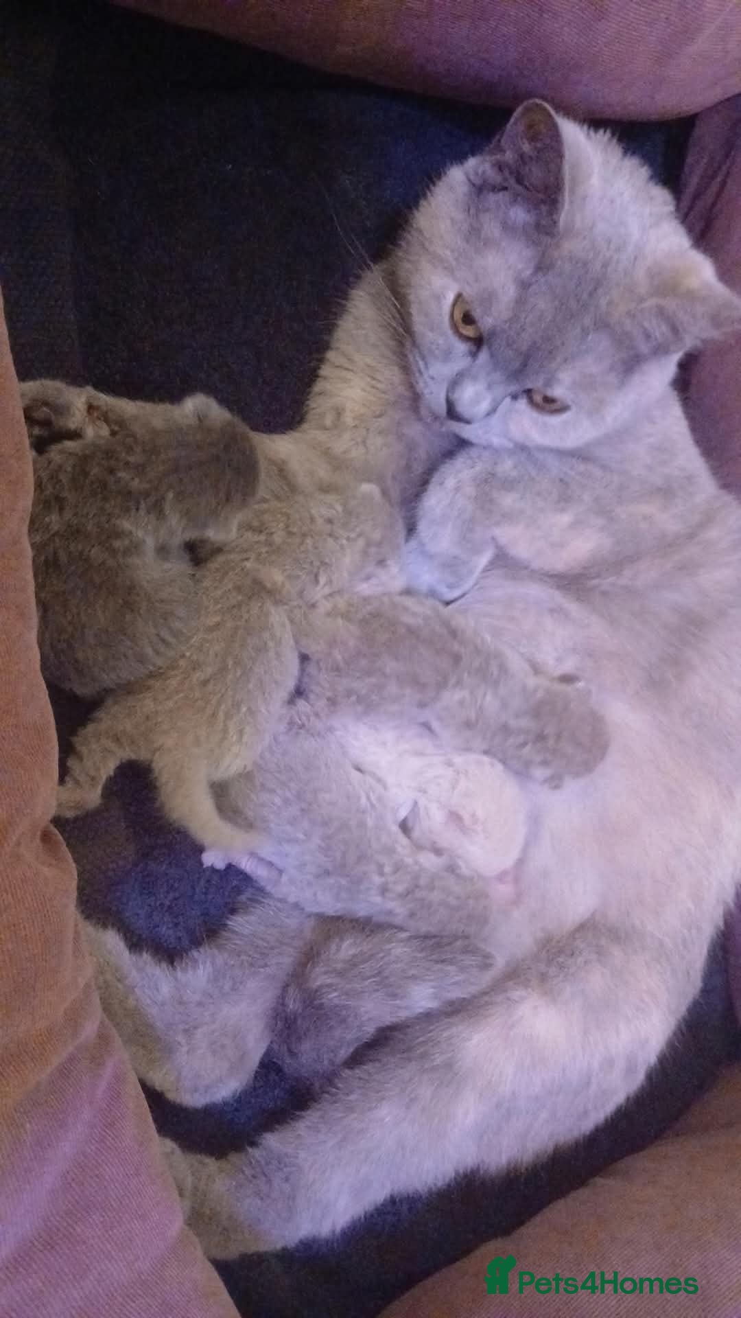 British Shorthair cats for sale: ⭐GCCF CHAMPION LINES BSH KITTENS  in Grimsby - Image 3