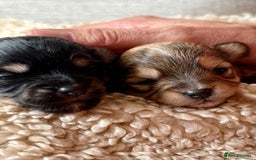 Chorkie dogs for sale: Chorkie (x2 Boys) - Image 6