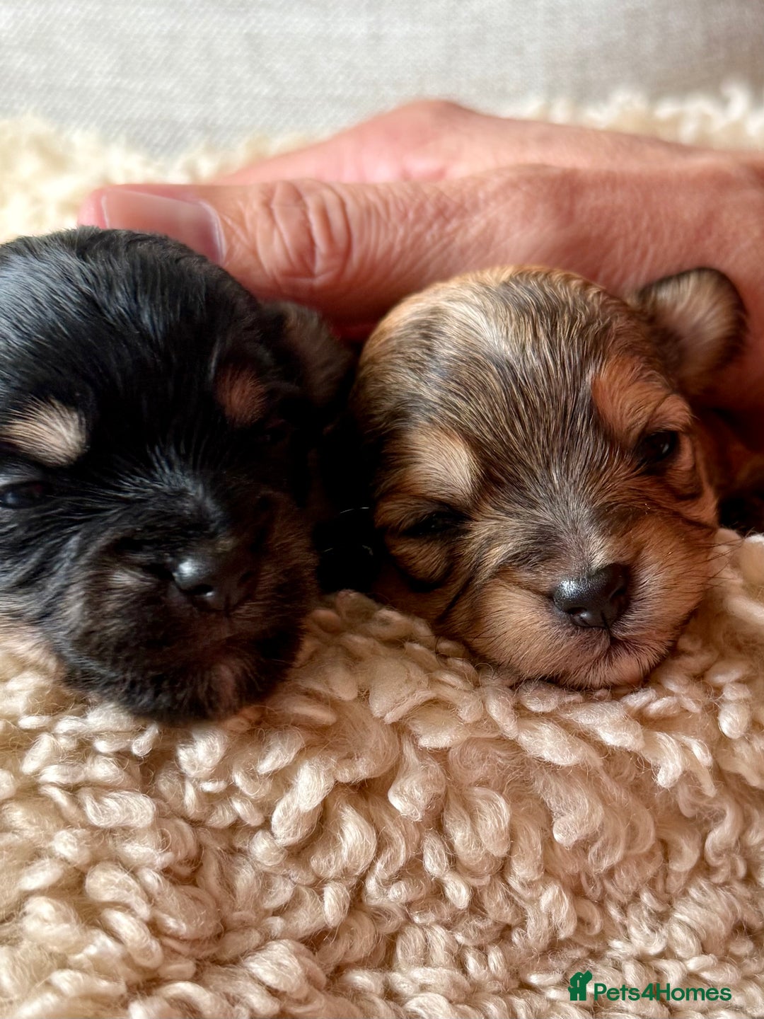 Chorkie dogs for sale: Chorkie (x2 Boys) - Image 6
