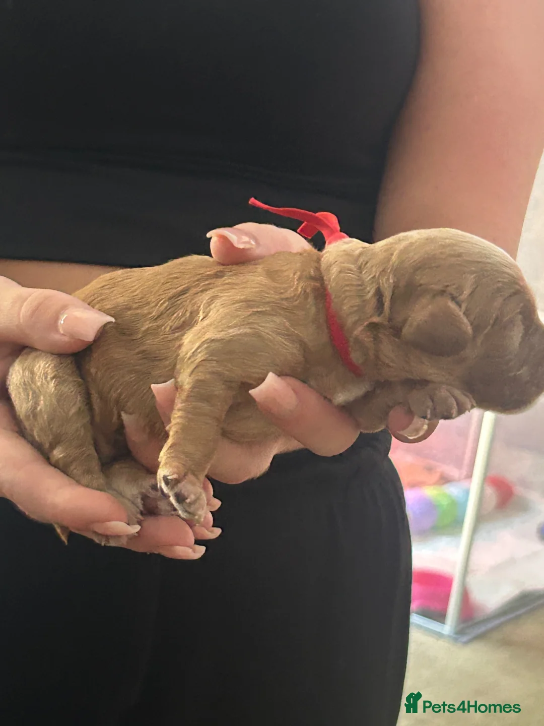 Cavapoo dogs for sale: F1b cavapoo  - Advert 39