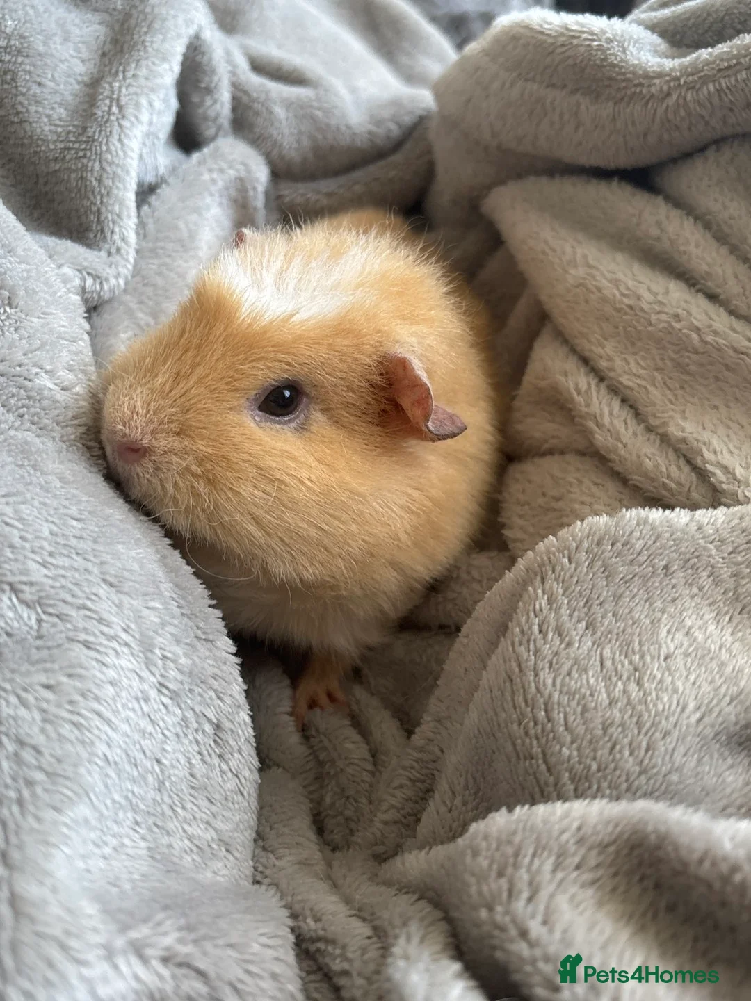 Guinea Pig rodents for sale: FREE 3 Guinea Pigs  in Milford Haven - Advert 14