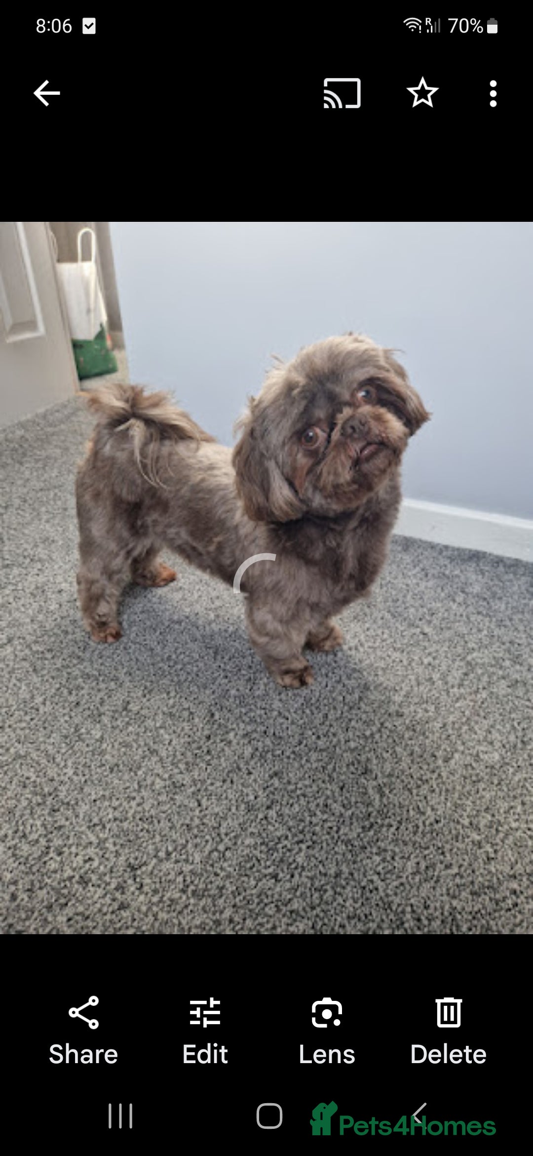 Shih Tzu dogs for stud: KC Karashishi Imperial Chocolate/Lavender Stud in Derby - Image 6