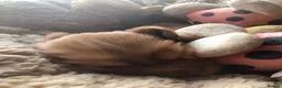 Cocker Spaniel dogs for sale: Stunning Rare Dark Red show cocker spaniel puppies - Advert 16
