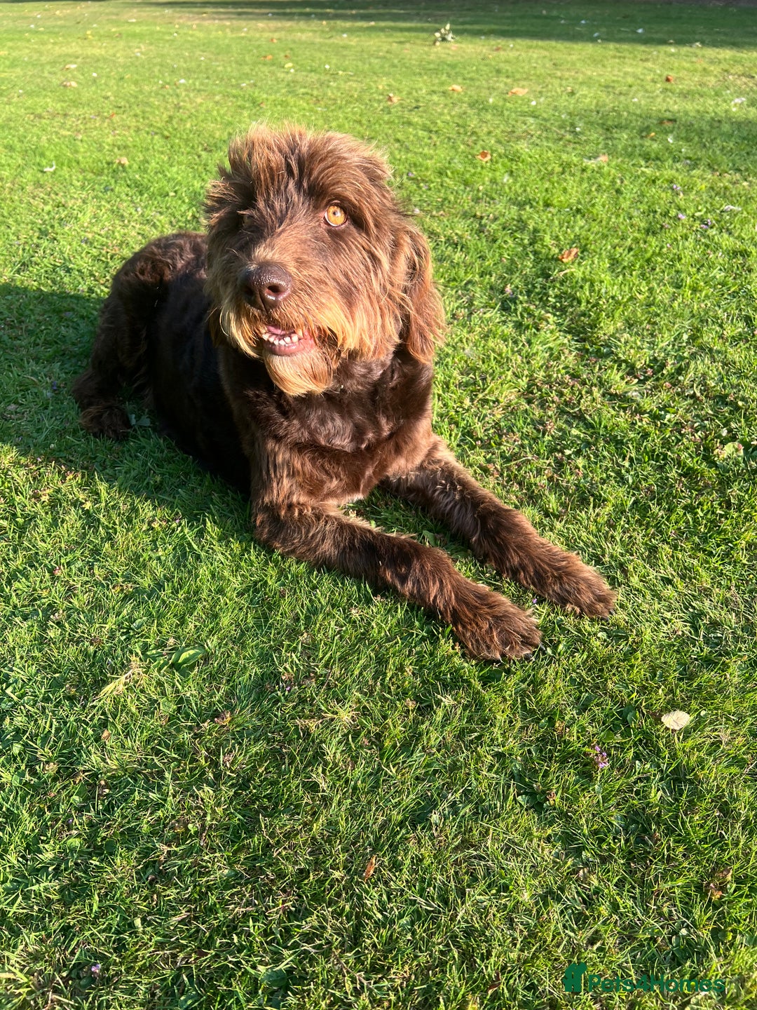 Labradoodle dogs for sale: Sadly looking for a new home labradoodle  - Image 5