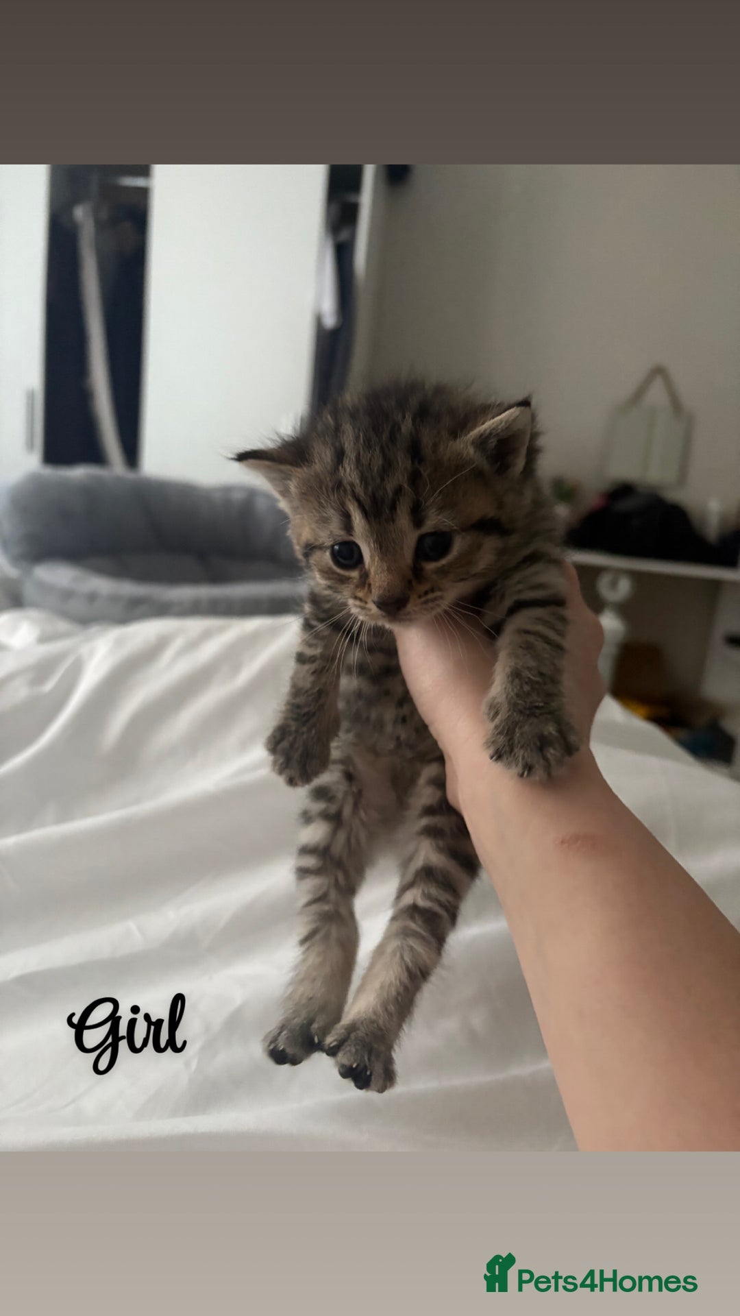 Siberian cats for sale: Beautiful British short hair x kittens  - Advert 6