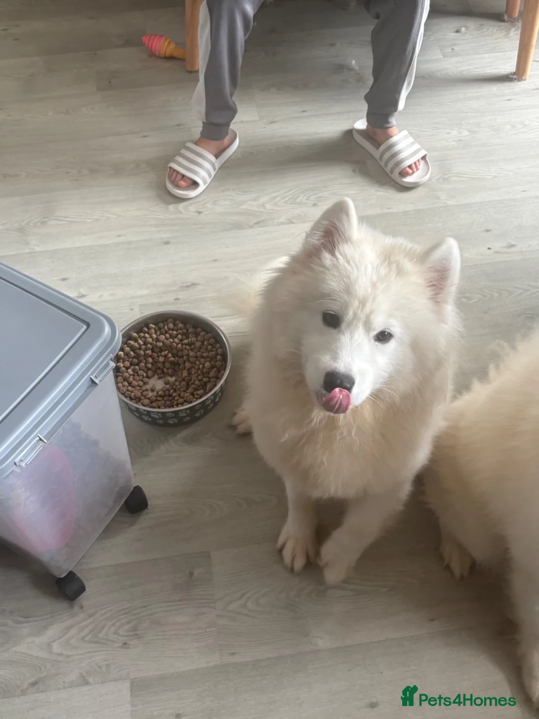 Samoyed dogs for sale: 2 beautiful fluffy Samoyeds  - Advert 2