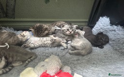 Scottish Fold cats for sale: Scottish fold/ Scottish striaght BSH kittens  - Image 2