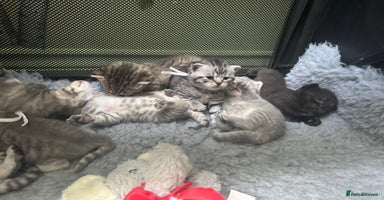 Scottish Fold cats - Advert 4