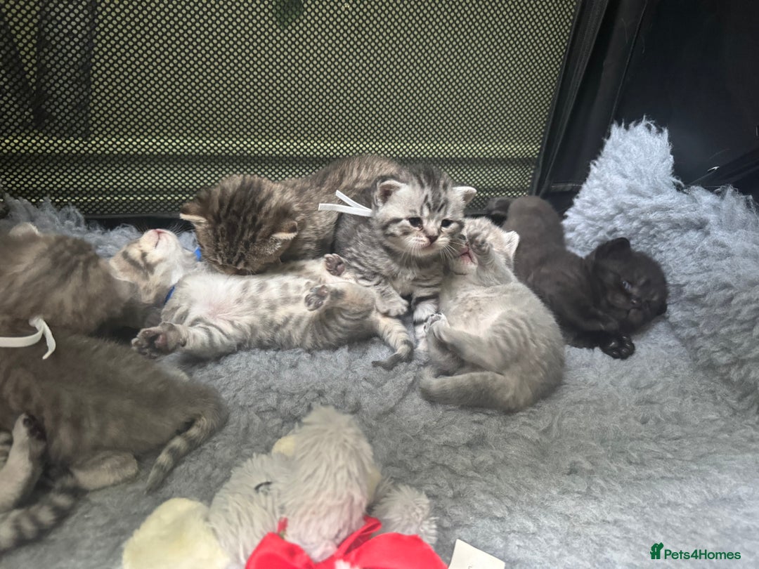Scottish Fold cats for sale: Scottish fold/ Scottish striaght BSH kittens  - Image 2