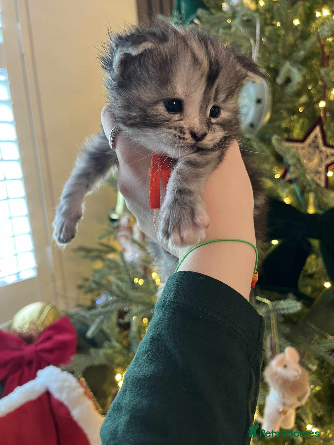 Maine Coon cats for sale: Pure Maine Coon Kittens - Advert 27