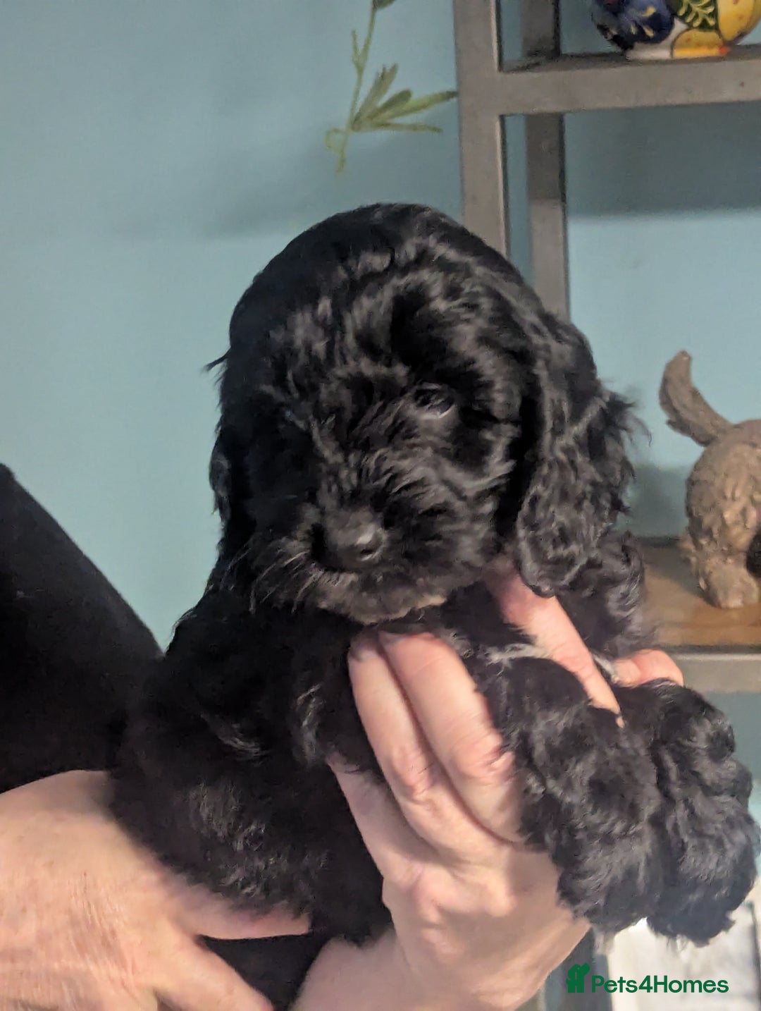 Cockapoo dogs for sale: F1 cockapoo female. - Advert 2