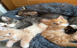 Maine Coon cats for sale: Maincoon x ragdoll 8M final price - Image 5