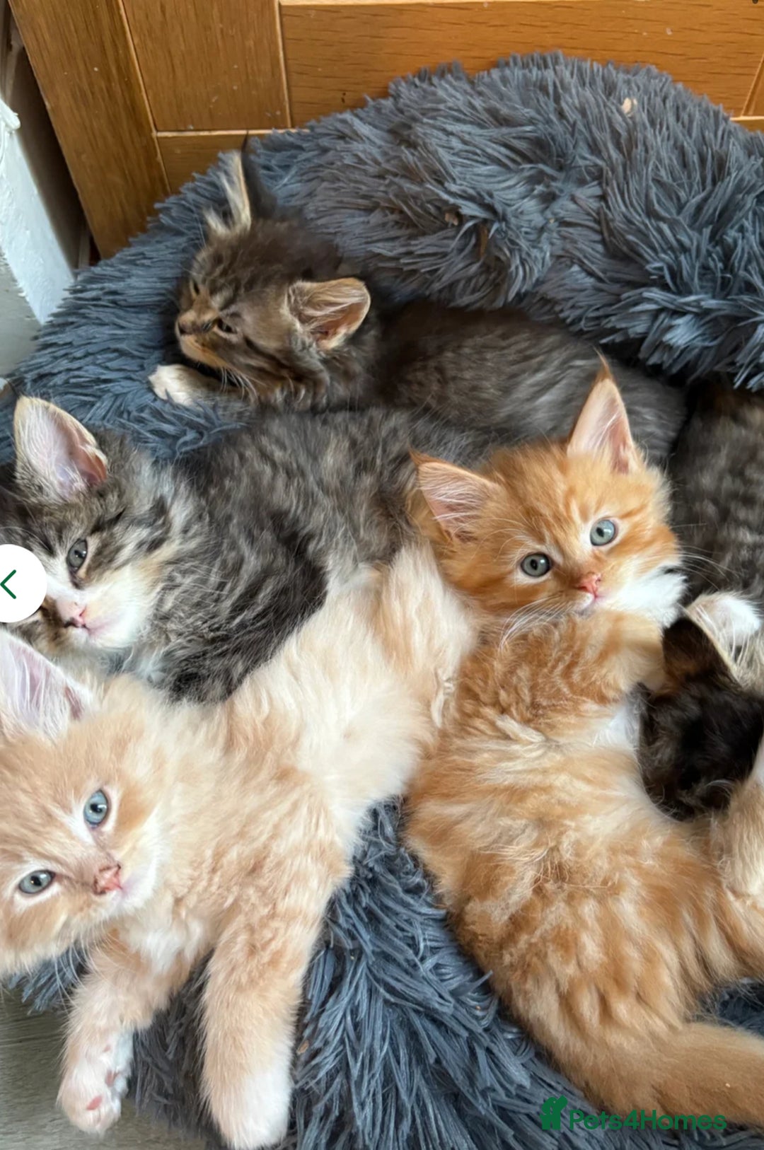 Maine Coon cats for sale: Maincoon x ragdoll 8M final price - Image 5