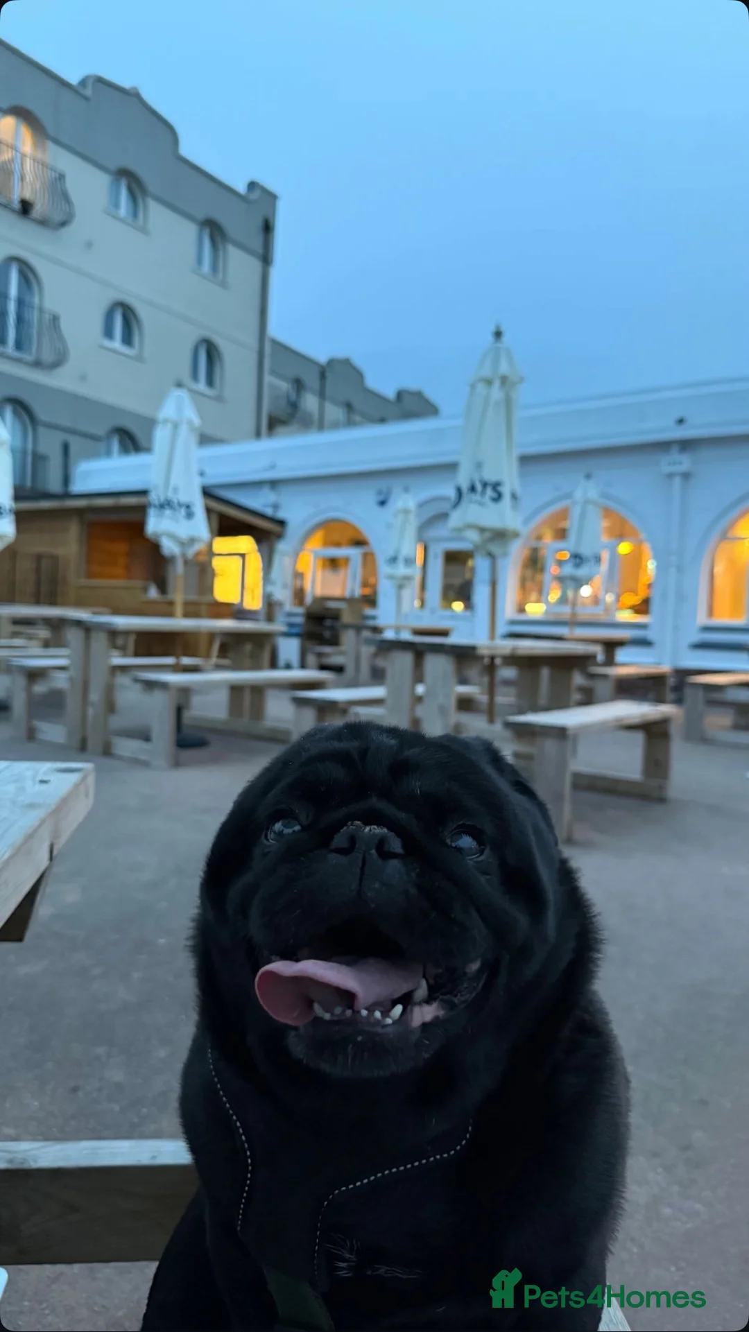 Pug dogs for stud: Kc registered pug available for stud  - Advert 4