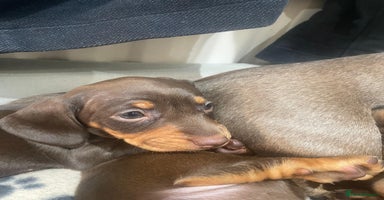 Miniature Dachshund dogs - Advert 11