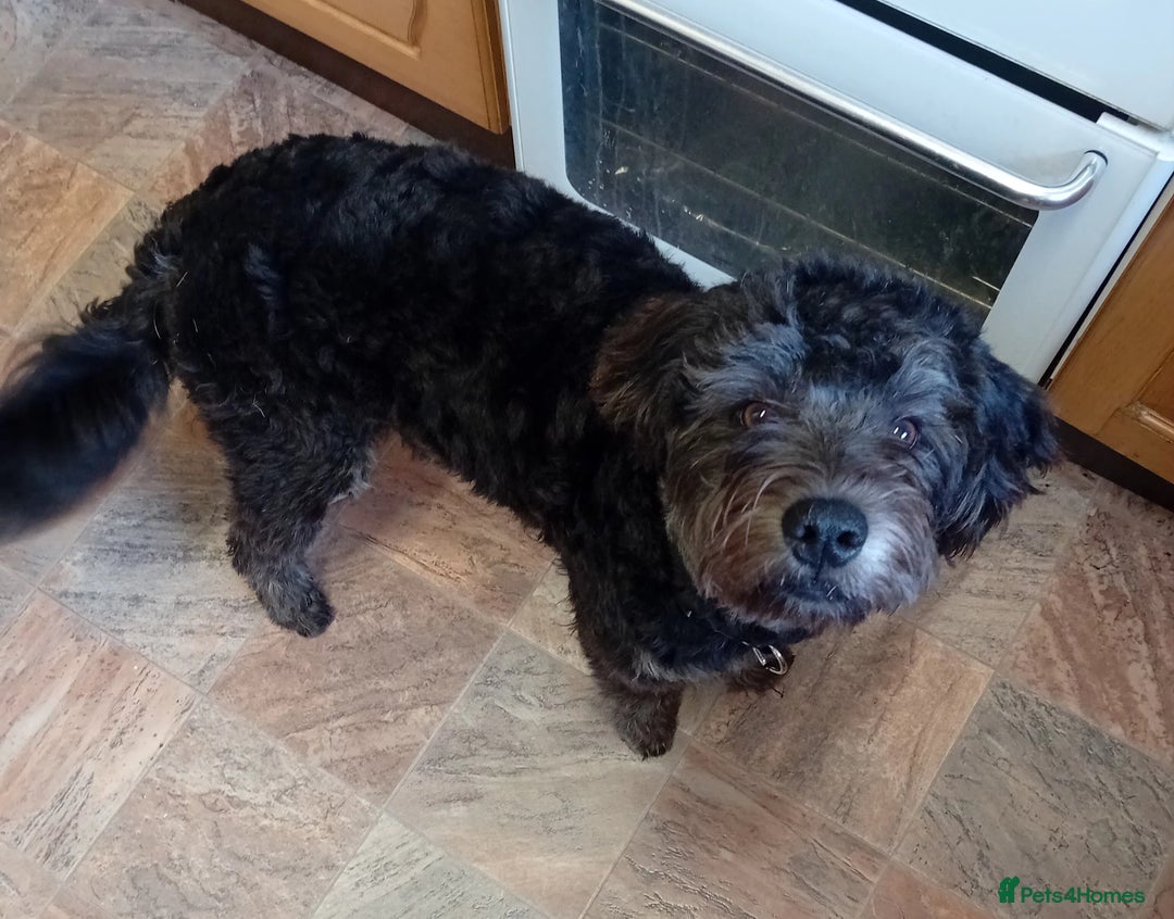 Bordoodle dogs for sale: Gorgeous boy - Image 1