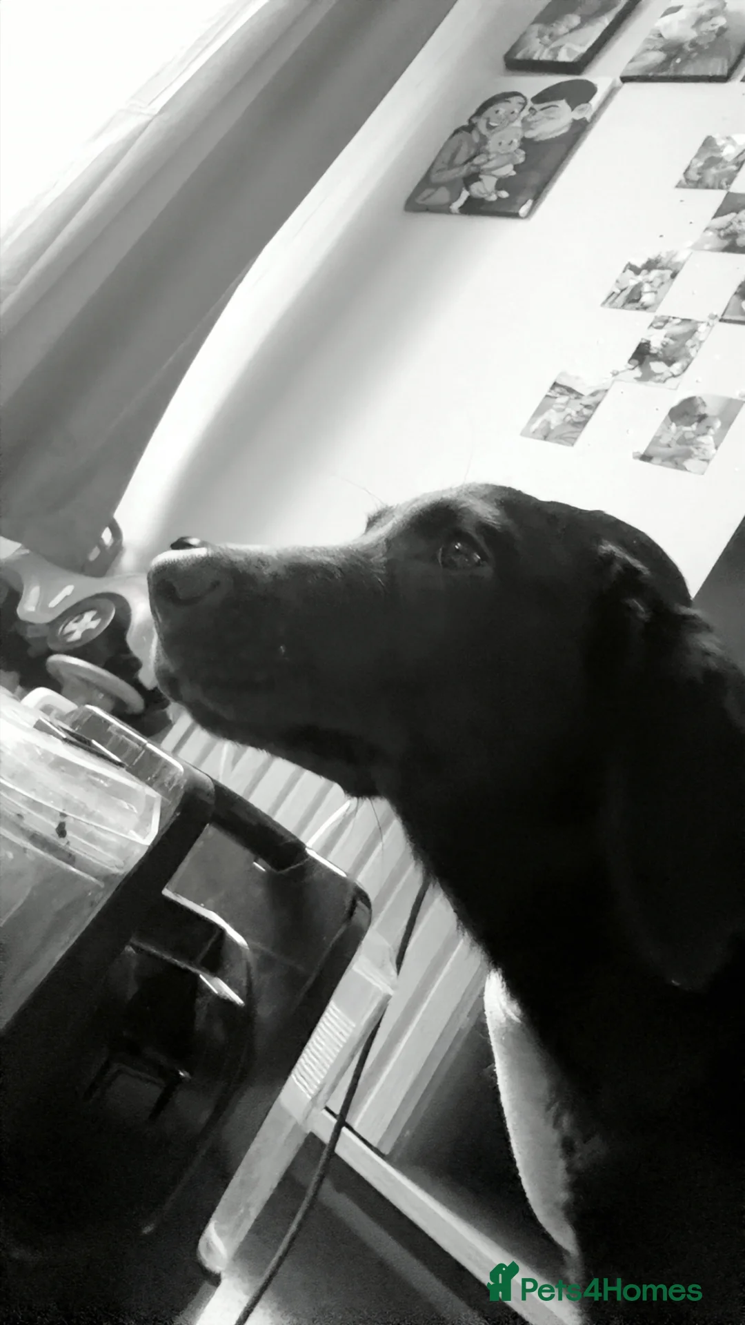 Labrador Retriever dogs for sale: Black Labrador pup - Advert 2