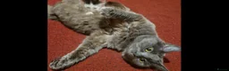 Mixed Breed cats for sale: Beautiful fluffy kittens  - Advert 1