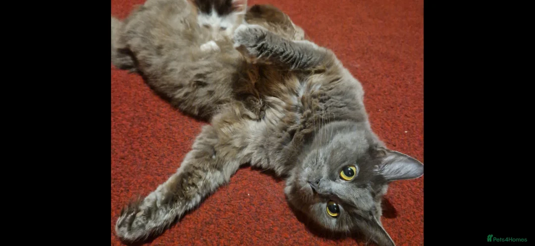 Mixed Breed cats for sale: Beautiful fluffy kittens  - Advert 1
