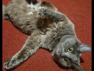 Mixed Breed cats Beautiful fluffy kittens - Advert 1