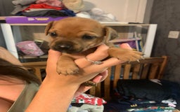 Jug dogs for sale: Beautiful litter of jack russle x jug - Image 2