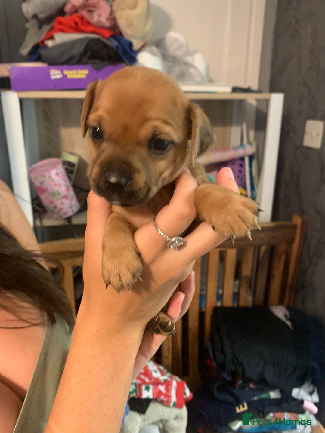 Jug dogs for sale: Beautiful litter of jack russle x jug - Image 2