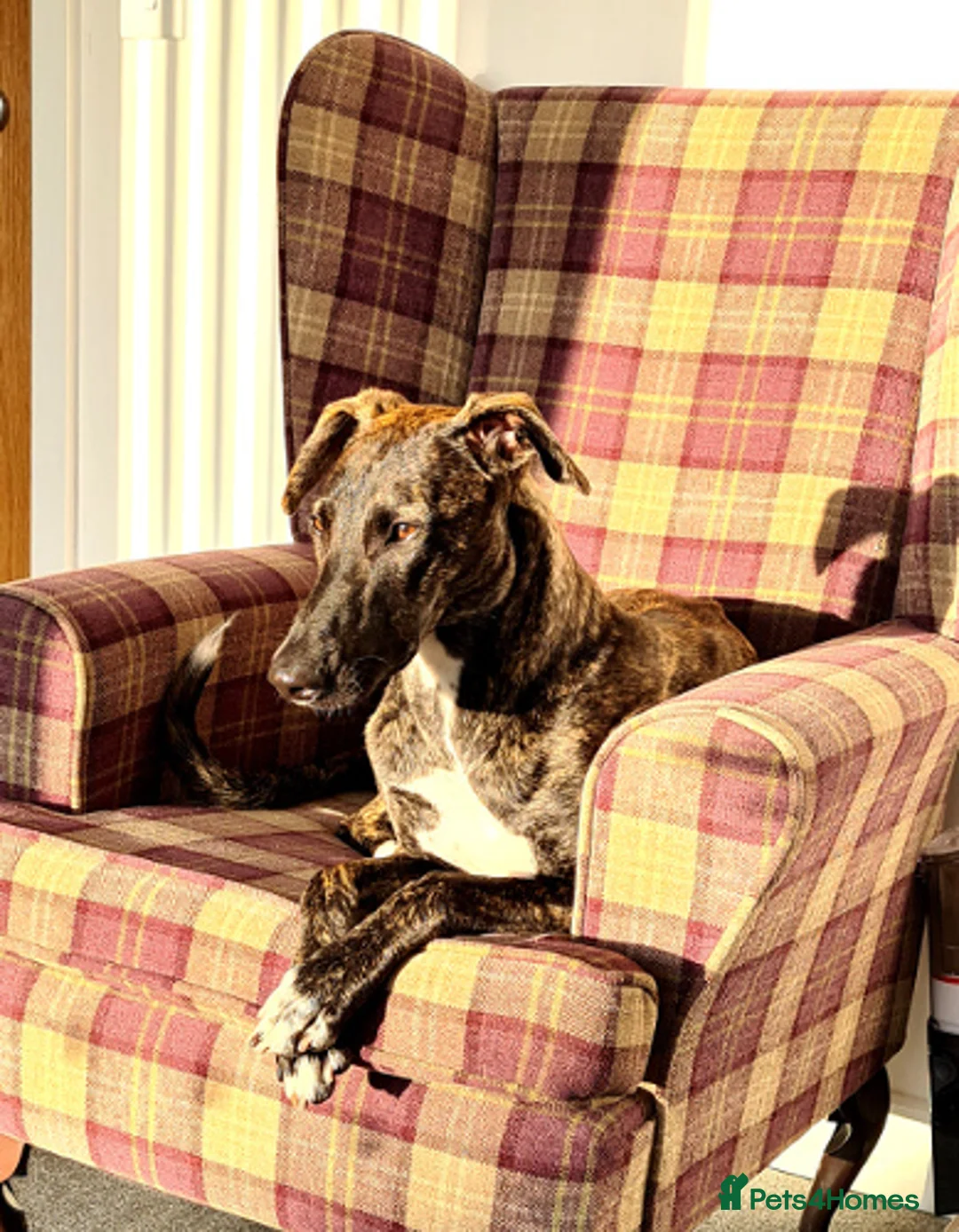 Lurcher dogs for adoption: REGGIE, 5-year-old bull-lurcher in rescue in Halifax - Advert 9