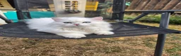 British Longhair cats for sale: British Longhair WCF Champion Kittens ⭐  - Advert 10