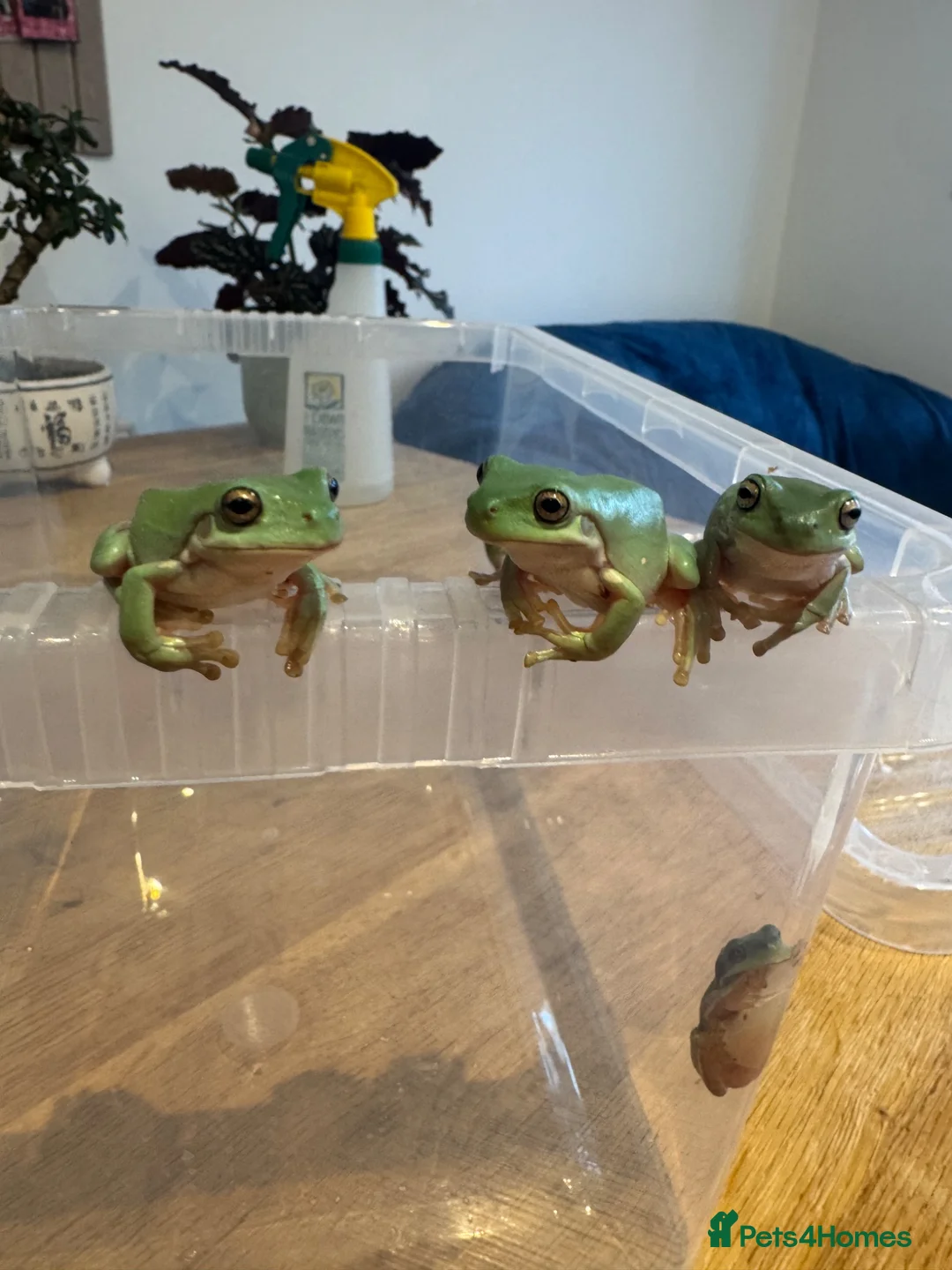 Frog reptiles for sale: Whites tree frog juveniles  in Gloucester - Advert 2