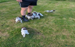 German Shorthaired Pointer dogs for sale: 7 Beautiful KC GSP Puppies - Image 10
