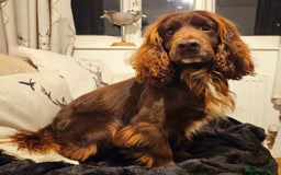 Cocker Spaniel dogs for stud: Champion Bred KC Cocker Spaniel & ALL Health Tests in Cranbrook - Image 3