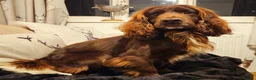 Cocker Spaniel dogs for stud: Champion Bred KC Cocker Spaniel & ALL Health Tests in Cranbrook - Advert 3