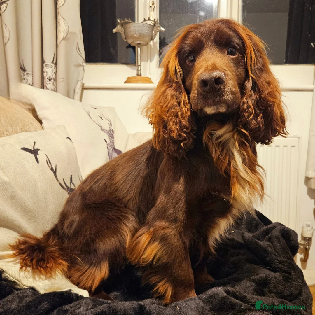 Cocker Spaniel dogs for stud: Champion Bred KC Cocker Spaniel & ALL Health Tests in Cranbrook - Advert 3