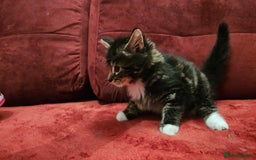 Mixed Breed cats for sale: adorable kittens are looking for a new home - Image 9