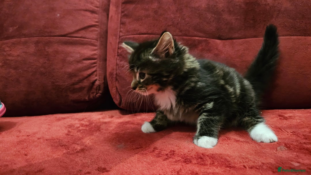 Mixed Breed cats for sale: adorable kittens are looking for a new home - Image 9