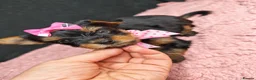 Yorkshire Terrier dogs for sale: Beautiful Yorkies for sale - Advert 25