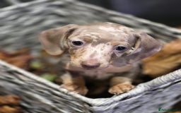 Miniature Dachshund dogs for sale: TRUE MINIATURE DASCHUND BABIES only 5 - Image 20