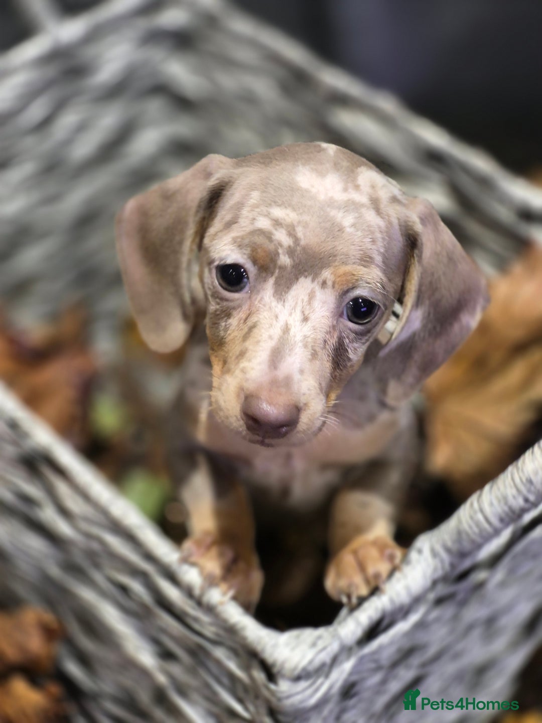 Miniature Dachshund dogs for sale: TRUE MINIATURE DASCHUND BABIES only 5 - Image 20