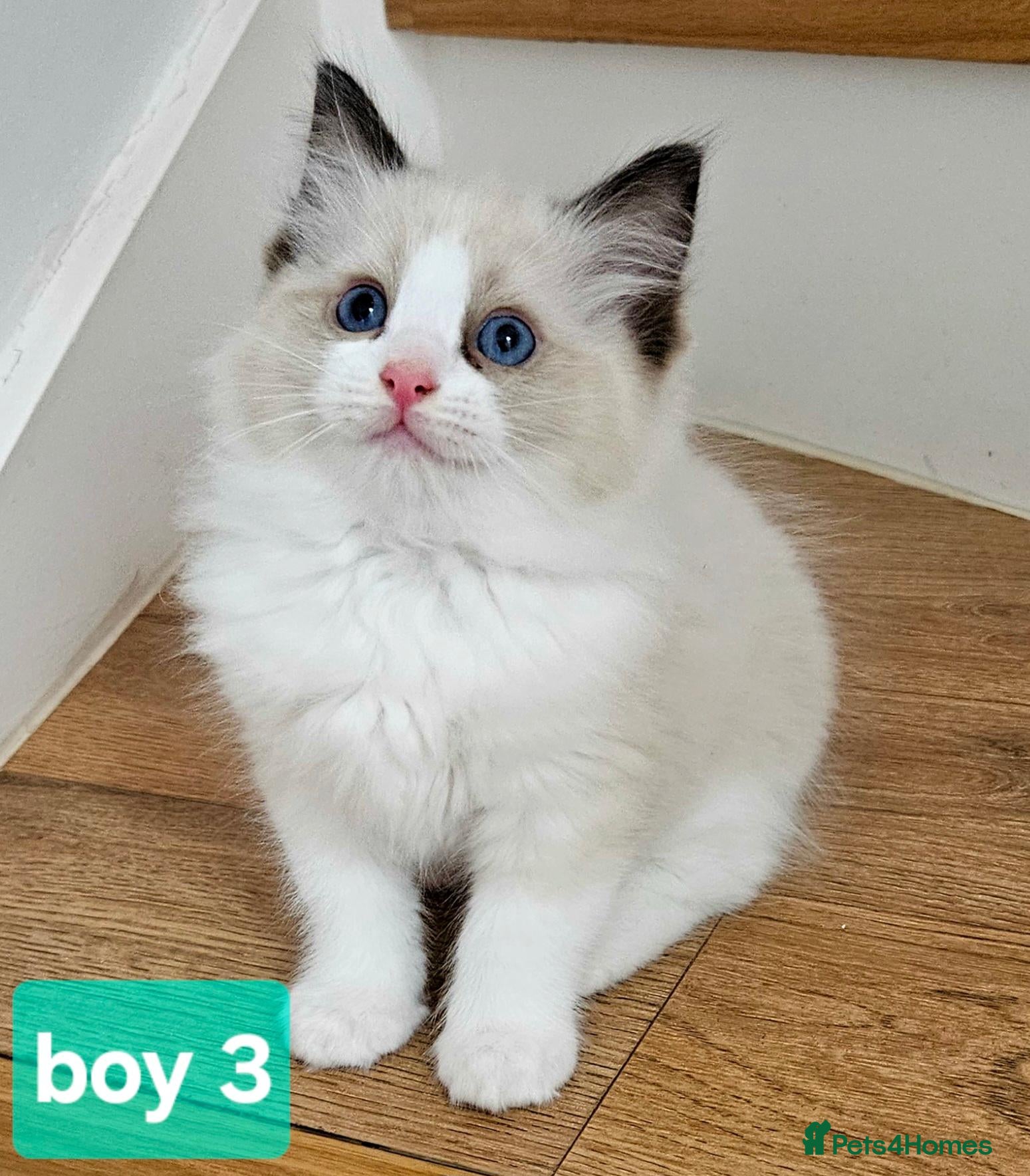 Ragdoll cats Stunning Ragdoll kittens 😸  - Advert 2