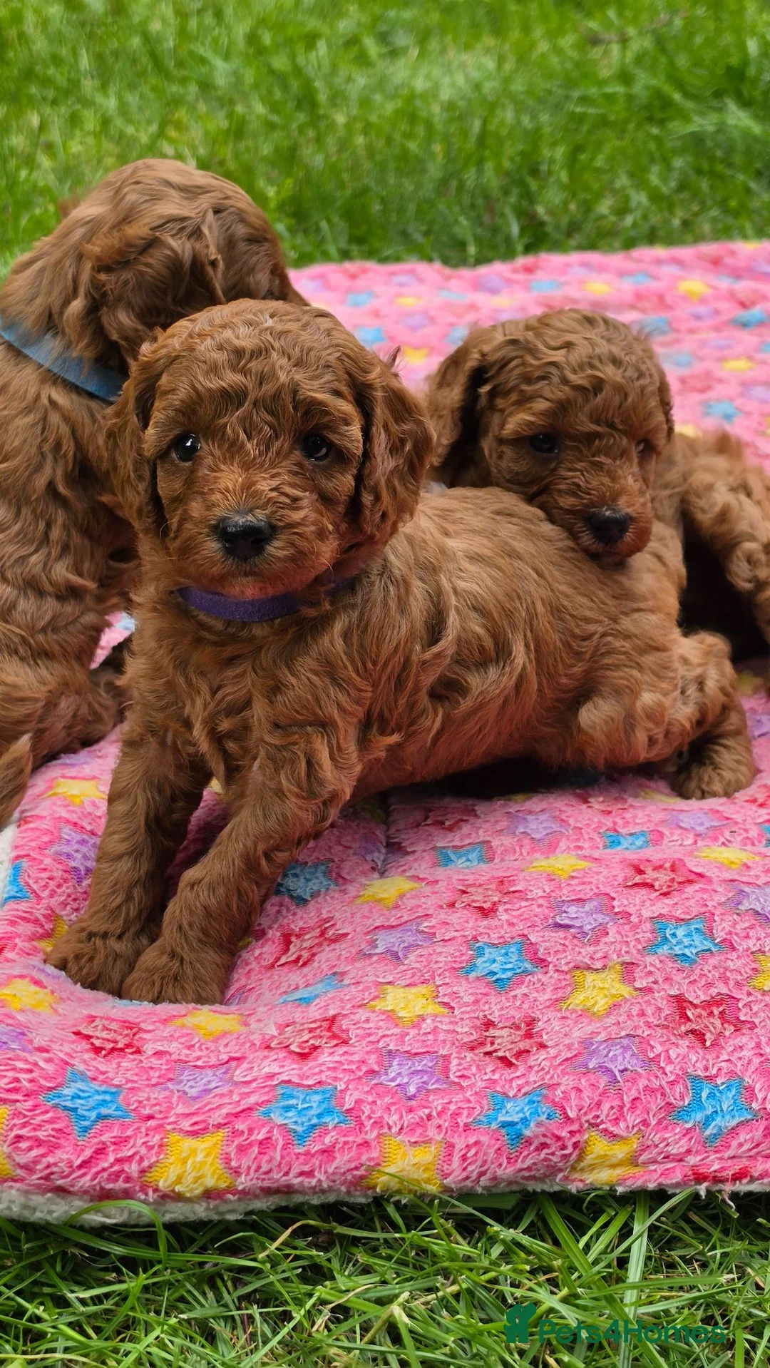 Cavapoo dogs for sale: ❤️Beautiful cavapoo- Ready 16th July ❤️ - Advert 2